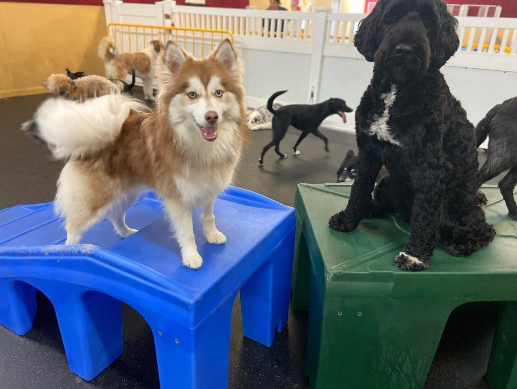 Fido Fitness Club thumbnail