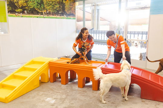 Dogtopia logo