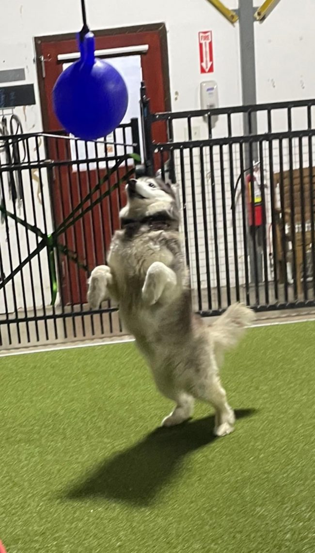 The Social Hound thumbnail